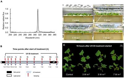 Time-Course of Changes in Photosynthesis and Secondary Metabolites in Canola (Brassica napus) Under Different UV-B Irradiation Levels in a Plant Factory With Artificial Light